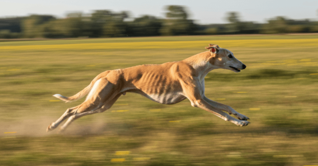 Greyhound running at full speed in an open field